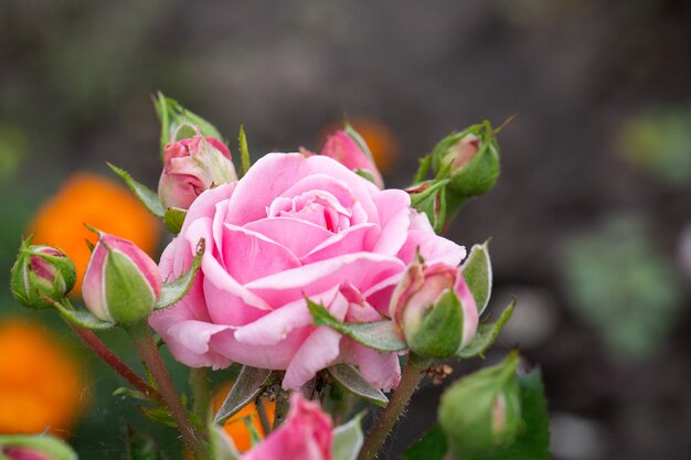 庭につぼみのある咲くピンクのバラ（バラ科）。