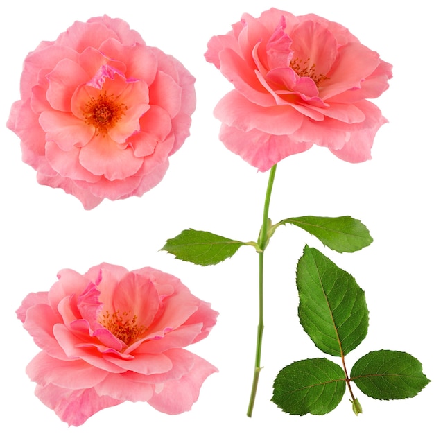 A blooming pink rose with green leaves isolate on a white background