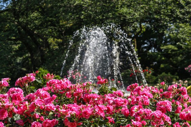 Blooming pink roses from garden park