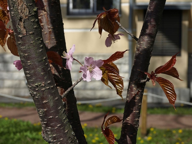 咲くピンクの桜の梅