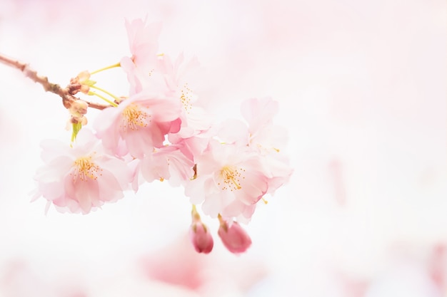 Blooming pink sakura in springtime cherry blossom branch on pink backdrop