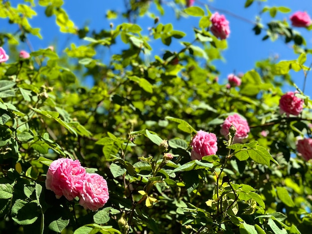 blooming pink spray rose