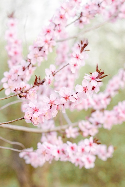 Blooming pink tree in park