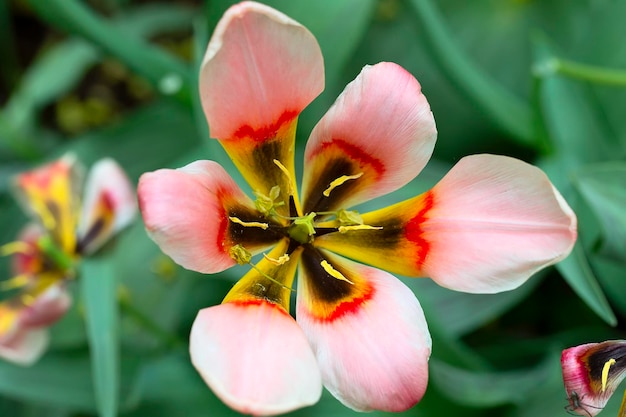 咲くピンクのチューリップのトップ ビュー 庭の美しい春の花