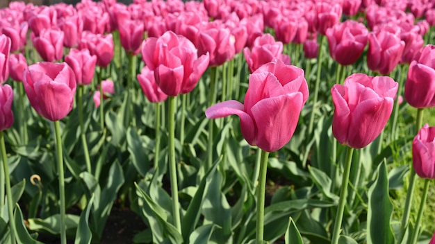 Blooming pink tulips in the sun