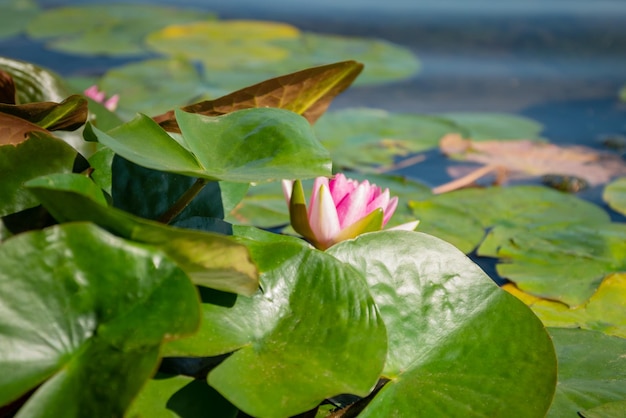 Цветущая розовая кувшинка, плавающая в озерной воде среди зеленых листьев