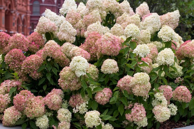 Photo blooming pink and white hydrangeas in the garden a large flowering bush