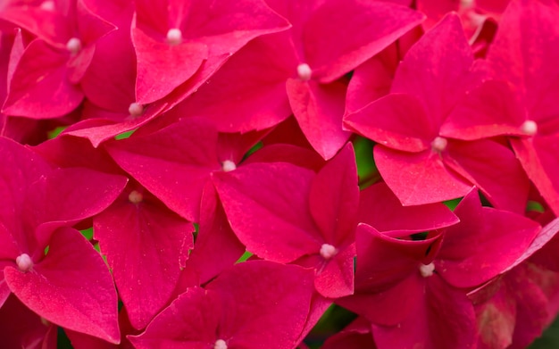 Foto fioritura rosa giovane ortensia sfondo di fiore rosa ortensia in fiore