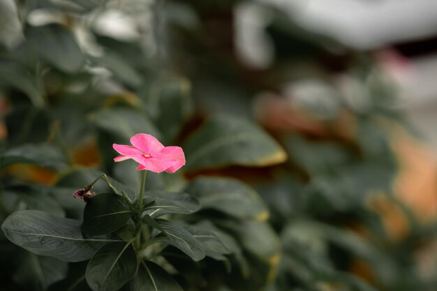 Blooming plant with a pink flower in a garden