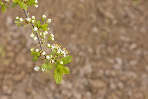 Blooming plum tree closeup Spring white flowers