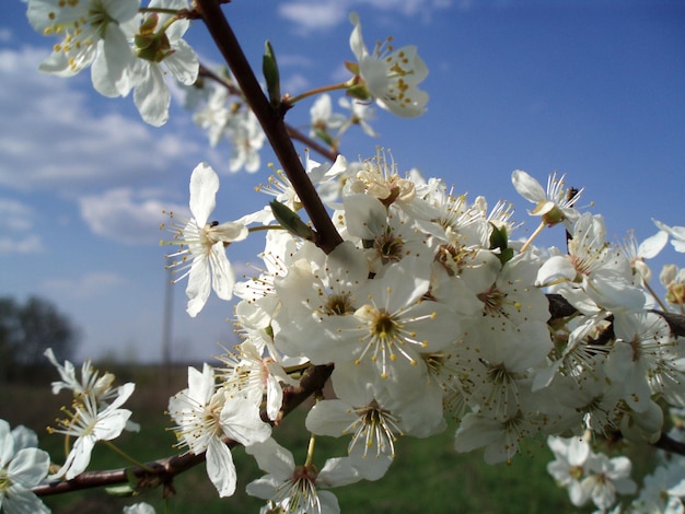 Blooming plum trees in spring white flowers honey plant