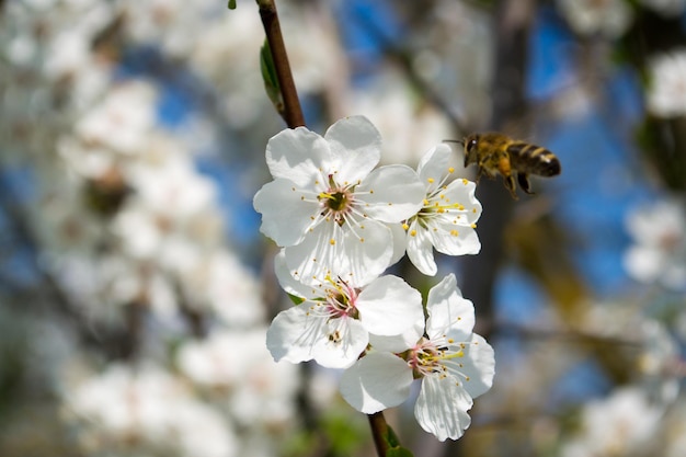 Цветущие сливы весной Белые цветы Медонос
