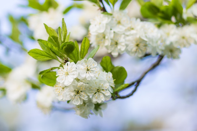 Blooming plum trees