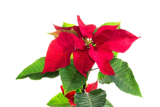 The blooming poinsettia isolated on white background