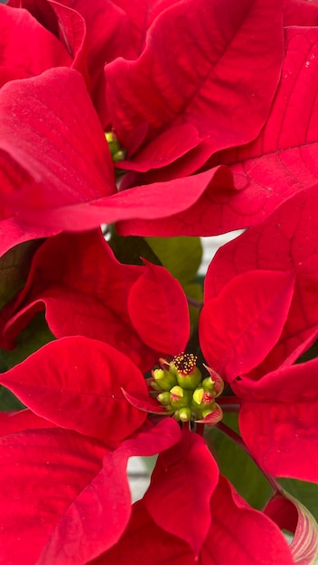 Blooming poinsettia typical of Christmas decoration. Typical red Christmas flower