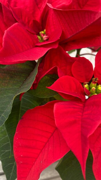 Blooming poinsettia typical of Christmas decoration. Typical red Christmas flower