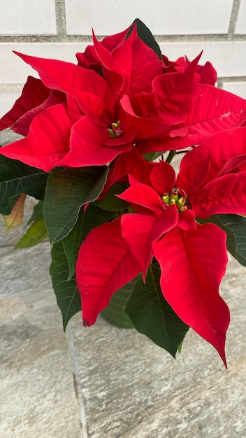 Цветущая пуансеттия типична для рождественского украшения. Типичный красный рождественский цветок