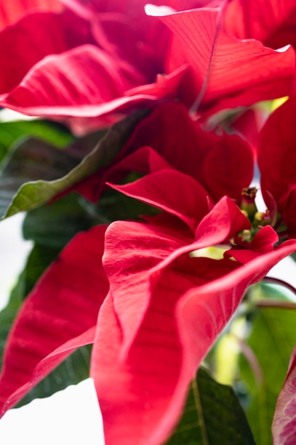 Цветущая пуансеттия типична для рождественского украшения. Типичный красный рождественский цветок.