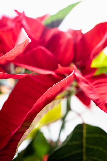 Blooming poinsettia typical of Christmas decoration. Typical red Christmas flower.