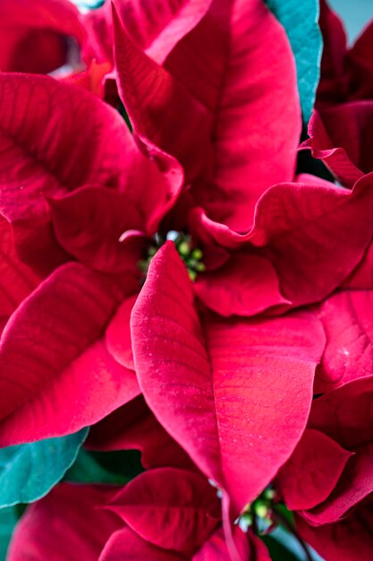 Blooming poinsettia typical of Christmas decoration. Typical red Christmas flower.