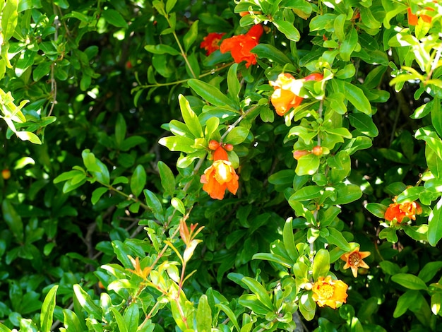 Blooming pomegranate tree