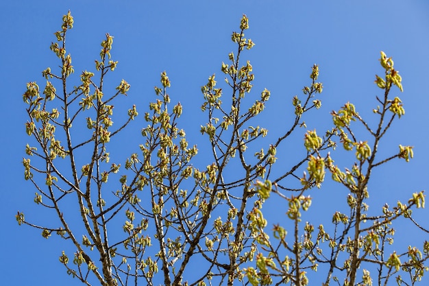 Blooming poplar in spring. Buds open.