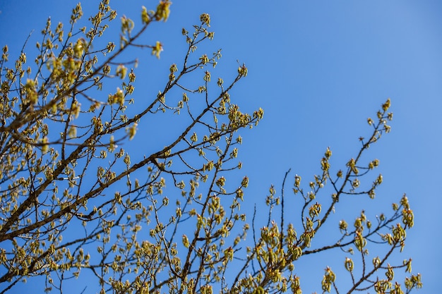 Blooming poplar in spring. Buds open.