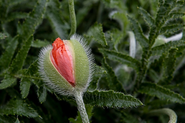 Blooming poppy flower with rain drops on it