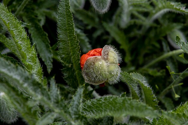 雨が降る咲くポピーの花