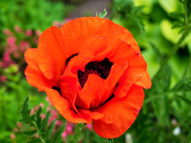 Blooming poppy flowers Closed and open poppy heads Papaver