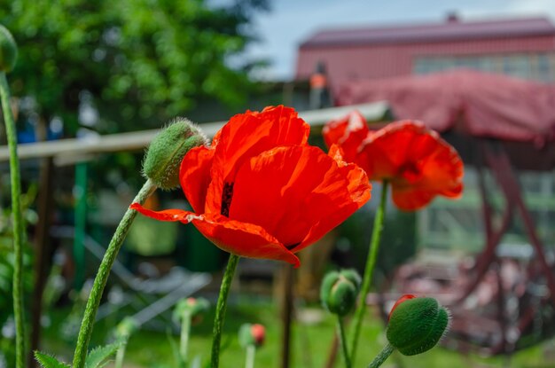 Blooming poppy on the plot on a summer day.