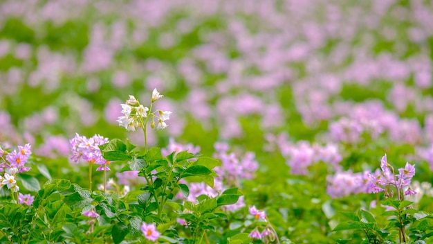 Blooming potato field focus on the foreground selective focus
saturated colors