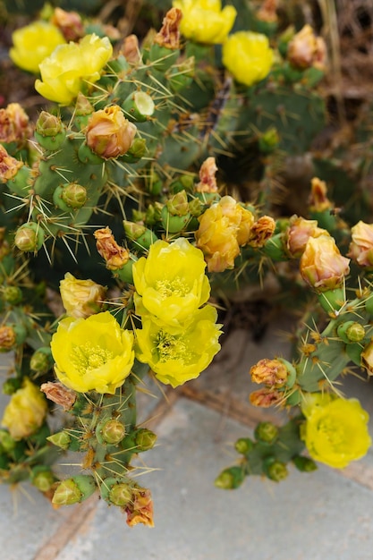 노란 꽃이 만발한 Prickly Pear 또는 Paddle 선인장