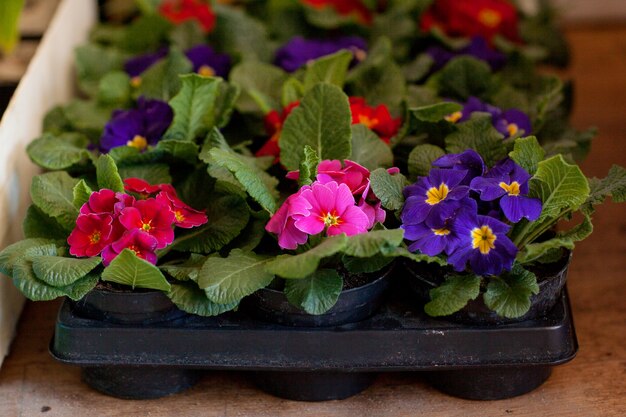 Blooming primroses in an assortment in flower pots for sale. Floriculture, gardening.