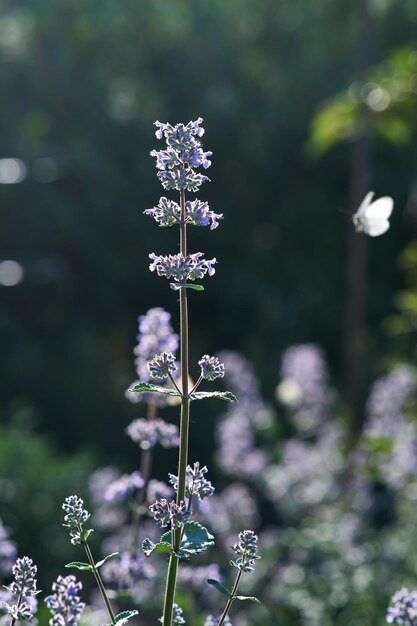 Photo blooming purple basil flowers with a butterfly on the background