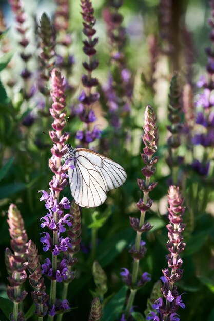 Blooming purple basil flowers with a butterfly on the\
background