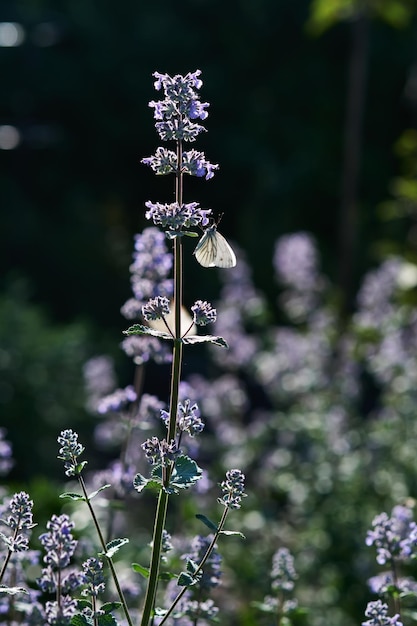 Blooming purple basil flowers with a butterfly on the\
background