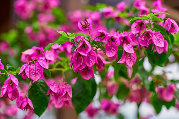 Blooming purple bougainvillea flower