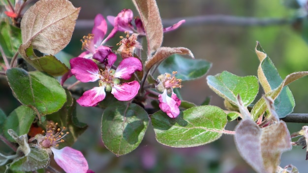Blooming purple branch of an apple tree in summer