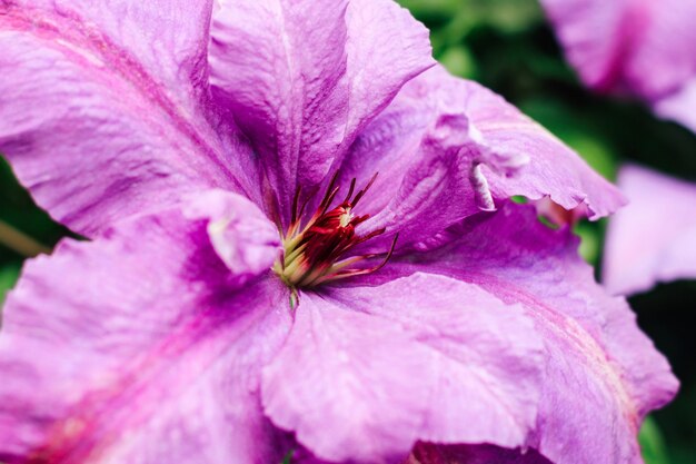 Blooming purple clematis flower. Perennial in the garden.