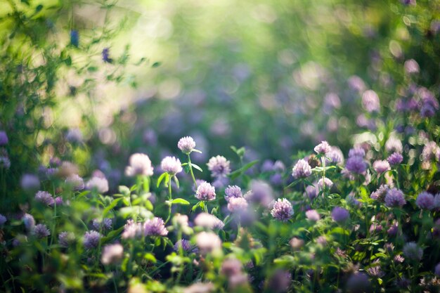 Trifogli viola in fiore ripresi con lenti soft focus