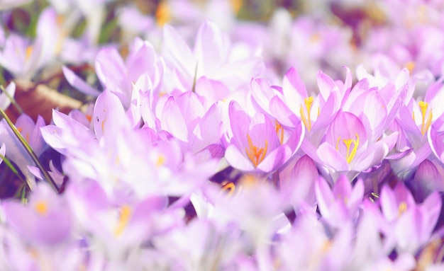 Blooming purple crocus flowers in a soft focus on a sunny spring day