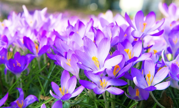 Blooming purple crocus flowers in a soft focus on a sunny spring day