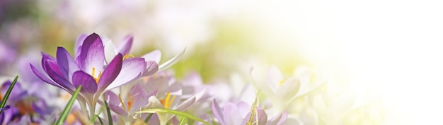 Blooming purple crocus flowers in a soft focus on a sunny spring day