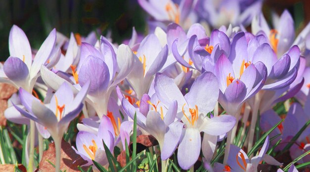 Blooming purple crocus flowers in a soft focus on a sunny spring day