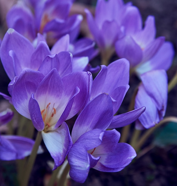 Blooming purple crocuses