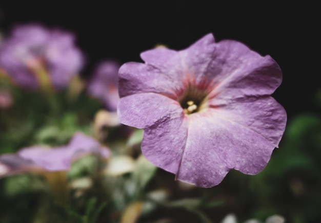 Blooming purple flowers background bright purple flowers as a\
floral background