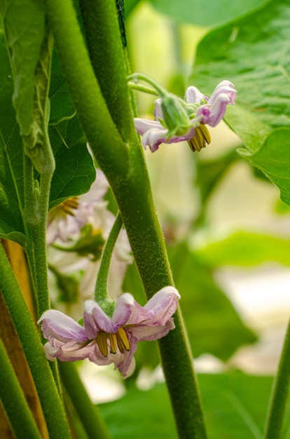 Blooming purple flowers eggplant on bush. 