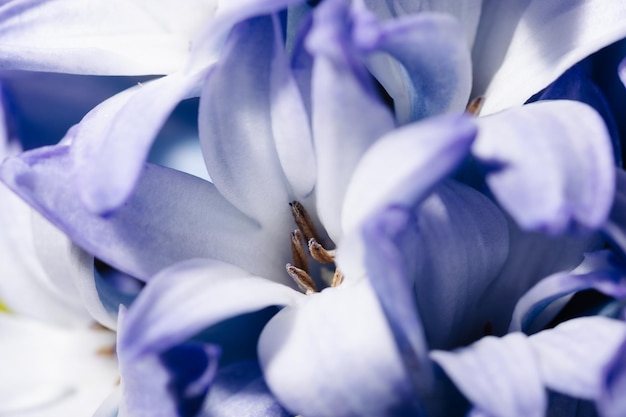Blooming purple hyacinth flowers closeup macro photography