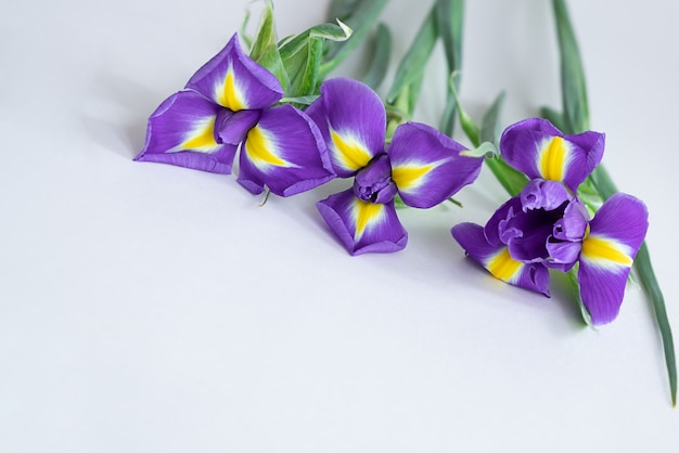 Blooming purple iris flowers on white. Spring flowers